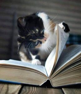 καλοκαιρινά παγανοδιαβάσματα γατες διάβασμα βιβλία
